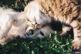 英读廊——为什么狗的种类比猫多得多？图片