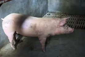 当前非瘟流行特点及防控图片