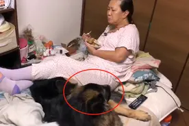 德牧进卧室一声不吭，女主人却在吃独食，被它表情逗笑了图片