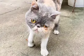 广东：受伤的流浪加菲猫，歪着头想寻求帮助，却换来熊孩子的追打图片