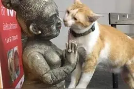一看就不是什么正经的小猫咪图片
