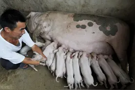 母猪产后一直奶水不够，寄养需要注意什么？奶粉能喂活吗？图片