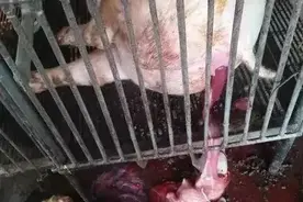 新生仔猪大量死亡是为什么？猪伪狂犬高发是怎么回事，如何防治？图片