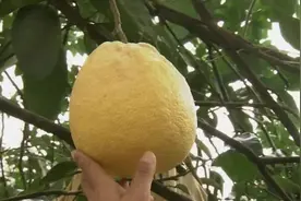 水果皮用对了地方，一下子就变废为宝图片
