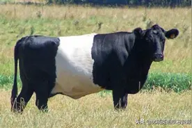 英语原版阅读：Look at my big cow图片