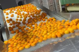 沃柑泡药后两月不烂，果农从来不吃？当地回应图片
