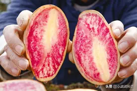 土豆有哪些营养价值？发芽的土豆到底能不能吃？图片