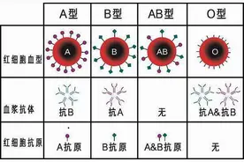 自己O型血，老公B型血，为何生出A型血的孩子？图片