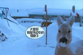 东北神兽自述｜大兴安岭之狍子图片
