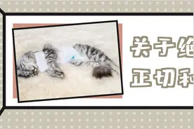 猫咪绝育手术，到底是正切好？还是侧切好？图片