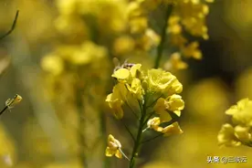 油菜花的花语和象征寓意是什么？图片
