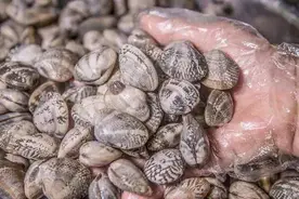 十二年海鲜经验告诉你，如何让花甲完全没有沙图片