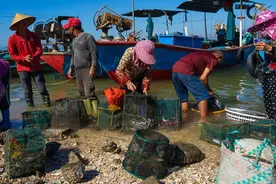 流口水！全是海鲜……厦门这个码头渔获满满图片