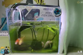 解锁鱼缸过滤棉的两个隐藏技能，一个有点难，一个有点怪图片