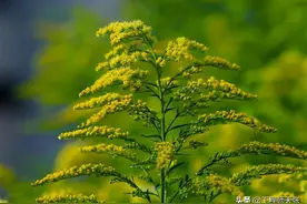 “加拿大一枝黄花”入侵武汉！霸王花只砍除地上部分还不够，咋办图片