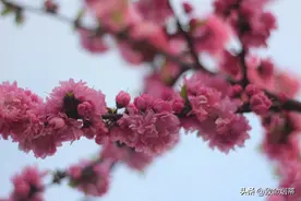 重瓣榆叶梅图片