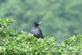 八哥，早晨的问候图片