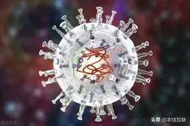 专家：非瘟疫苗出了！完成94万瓶，3000余万头份的生产储备图片