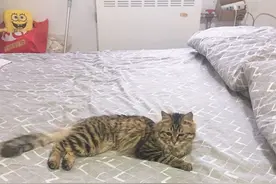 家有一宝叫旺财，又萌又蠢还忧郁图片