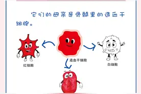 一图读懂急性白血病和慢性白血病的区别图片
