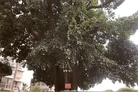 西昌古树名木：榕树下 百年岁月今安在图片