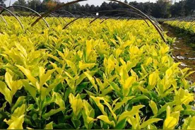 湘西州黄金茶树两段法育苗与覆膜栽培技术图片