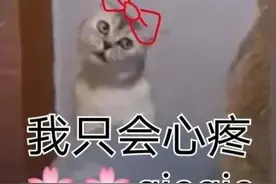沙雕表情包：我只会心疼geigei图片