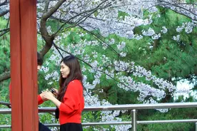 韩国灾难大片拍摄地，却成浪漫约会天堂，只因一条最美樱花大道图片