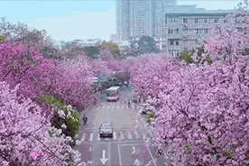火了！柳州这首紫荆花MV刷屏盆友圈！我也就看了十几遍图片