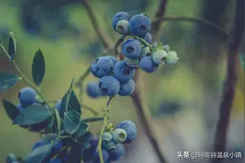 玛御谷蓝莓庄园——欢喜着迎来新的采摘季图片