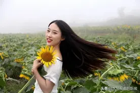 100多亩葵花灿烂盛开，小乡村“摇身”成“网红”图片