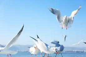 海埂大坝：每年冬季成千上万的红嘴鸥从遥远的西伯利亚飞到这里图片