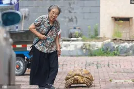 8旬老奶奶养乌龟12年，有人出价3万没卖，如今不知如何处理求支招图片