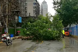 风雨中大树倒下阻挡道路  交警、司机协力排除图片