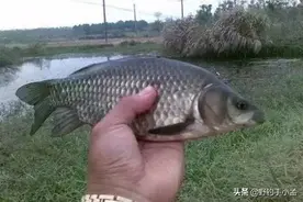 钓鱼打窝是前提，补窝是关键，干货解读：野钓补窝在实际应用技巧图片