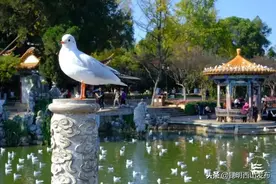 亲爱的海鸥，再见啦~图片