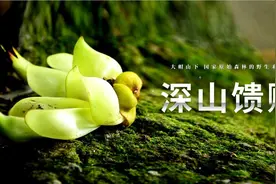 靓爆镜！红的粉的青的紫的禾雀花，全都开好了！图片