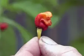 龙息辣椒有多恐怖，厨师都不敢用它做菜，辣度堪比生化武器图片