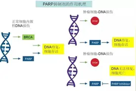 PARP领域刺激战场，谁能绝处逢生？图片