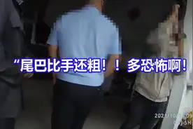 社死现场：大蛇偷入家中吃老鼠后，慌不择路被卡管道，动弹不得图片
