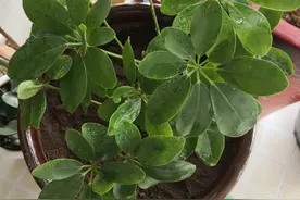 鸭脚木，也叫招财树，现在能不能换盆？怎样换盆栽培更合理？图片