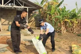 治庸·便民|“猴哥”扰民“蛇王”偷鸡 忙坏了蜀黍图片