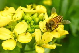 油菜花与中国人已经相依相伴了6000年图片