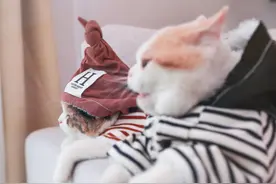 猫咪的尿频问题，铲屎官你重视了吗？图片