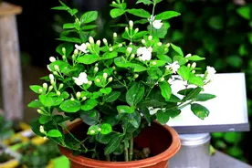 茉莉花，天生就是“醋坛子”！夏季1个月浇3次，叶不黄开花旺图片