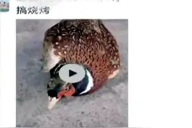 花150元买只野鸡拍视频炫耀，森林公安找上门：拘留图片
