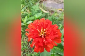 一花一叶皆有情，做这个平凡世界的有心人图片