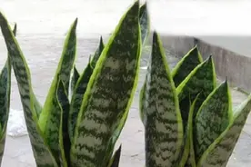 虎皮兰分盆注意事项图片