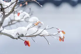 素冬：时光微凉，流年偷换，谁璀璨了年华，谁寂寞了光阴图片