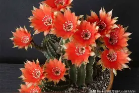 10种花不喜水，浇水多了必死无疑，养不活都是因为手太勤快了图片